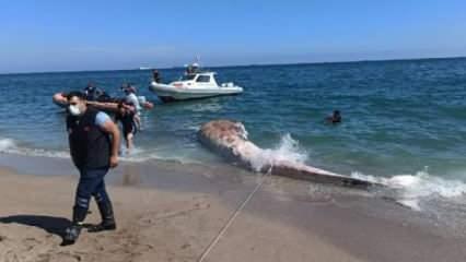 Manisa sahile 10 metrelik ölü balina vurdu