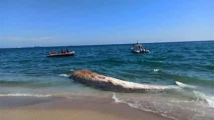Görenler inanamadı! Mersin'de 10 metre boyunda oluklu balina kıyıya vurdu
