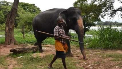 Hindistan'da yıldırım düşmesinin ardından 18 fil ölü bulundu