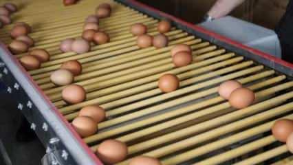Tavuk yumurtası üretimi yükseldi