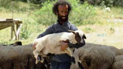 23 yıldır kendini koyunlara adadı   