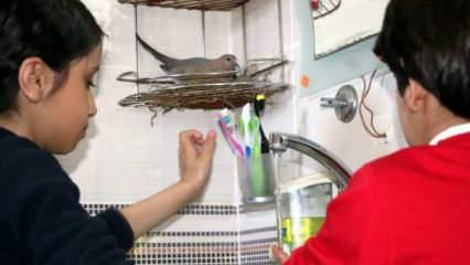 Evlerinin banyosunu bir &ccedil;ift kumruyla paylaşıyorlar