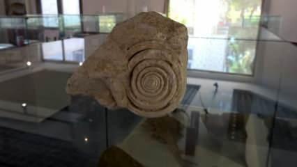 Mersin'de 60 milyon yıllık fosil bulundu