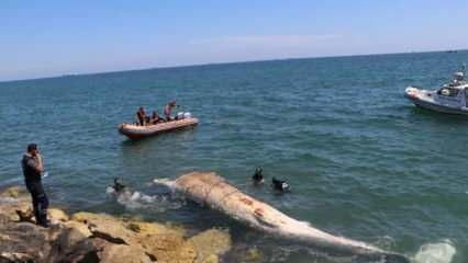 Mersin'de karaya vuran dev balinanın ölüm nedeni açıklandı