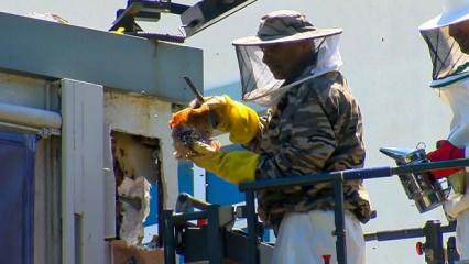 Okul duvarından &ccedil;ıktı! Tam 50 kilo...	