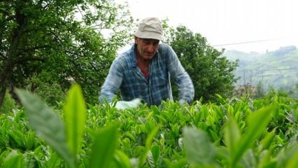 Rize'de yaş çay sezonu açıldı: Üreticiler makas salladı