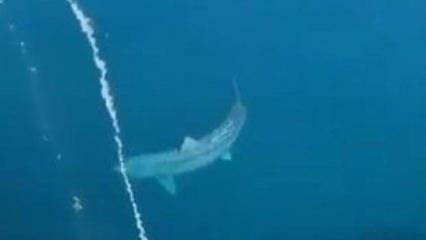 Atlantik Okyanusu’nda görüntülenen dev köpekbalığı korku dolu anlar yaşattı