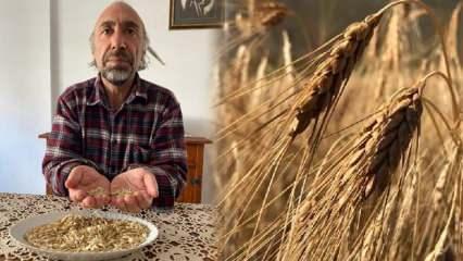 Kars'ın 13 bin yıllık ata tohumu 'kavılca' ekimi yaygınlaşıyor