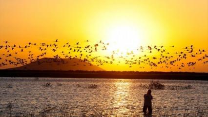 Konya'nın kuş cenneti Akgöl Sazlıkları binlerce flamingoyu ağırlıyor