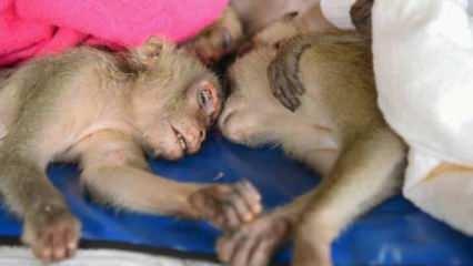 Yenmek için kaçırılmaya çalışılan onlarca maymun kurtarıldı