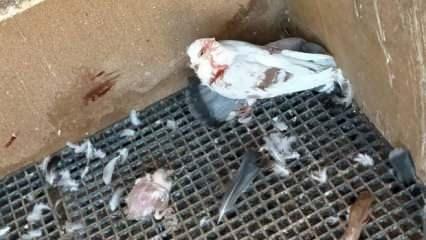  40 güvercini başıboş köpekler parçaladı