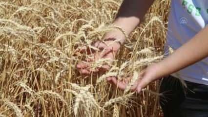 Hatay'da yerli buğdayda bereketli hasat