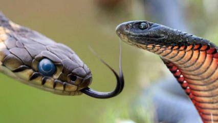 Rüyada yılan sokması neye işaret eder? Rüyada yavru yılan görmek ne anlama gelmektedir?