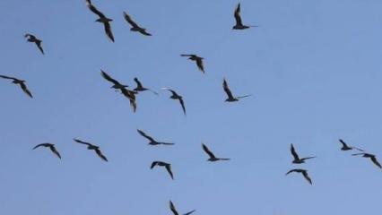 Türkiye'de bilinen kuşların yüzde 40'ı Reyhanlı Barajı'nda