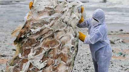 Uzmanlardan felaket uyarısı! Sahilleri plastik kar kapladı...	
