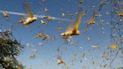 Biden'ın havadaki konvoyu Ağustos böceği sürüsüne takıldı