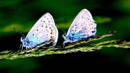 Sarıkamış'ın rengarenk kelebekleri