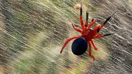 Avusturalya’da selden sonra ortaya dev örümcek ağları çıktı