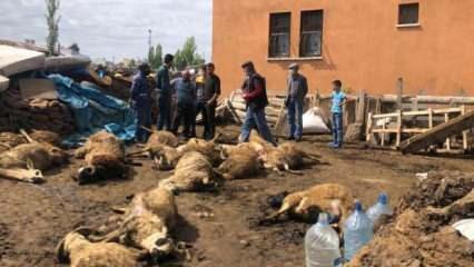 Kars'ta kurt dehşeti! 22 koyun telef oldu, 15 yaralı