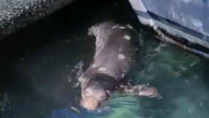 Nesli tehlike altındaki Akdeniz foku, görüntülendi