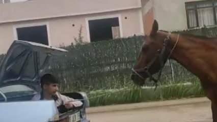 Otomobilin bagajındaki çocuğun ipe bağlı atı koşturduğu anlar kamerada