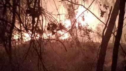 Adana’da korkutan orman yangını
