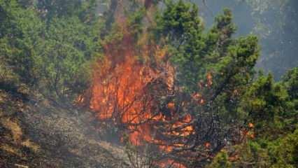 Bingöl’de orman yangını! Mücadele ikinci gününde de devam ediyor
