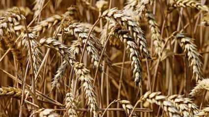 Buğday, mısır ve soya fiyatlarında düşüş