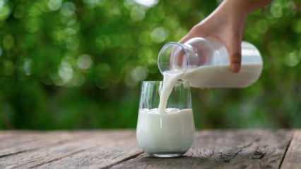 Çiğ süt desteği ödemelerinin esasları belli oldu