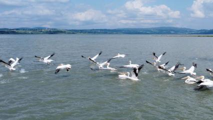 Ladik Gölü pelikanlarla şenlendi