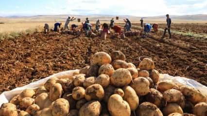Türkiye'nin patates tohum ihtiyacı yerli tohumla karşılanıyor