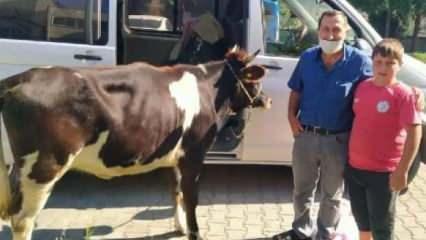 Polisin durdurduğu araçtan, çalınan gebe inek çıktı