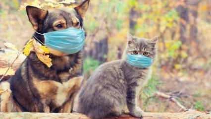  Evcil kedi ve köpeklerde koronavirüs yaygın
