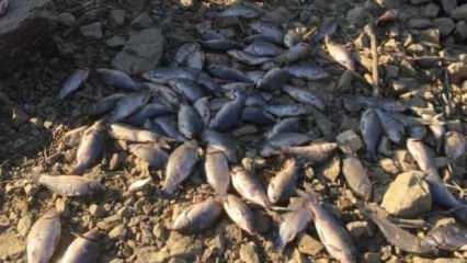 Suyun tahliye edildiği barajdan balık ölülerini sepetlerle topladılar