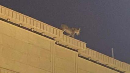 Suudi Arabistan'da evin çatısında dolaşan aslan paniğe neden oldu