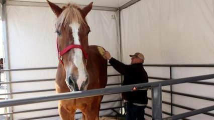 Dünya'nın en uzun boylu atı "Big Jake" öldü