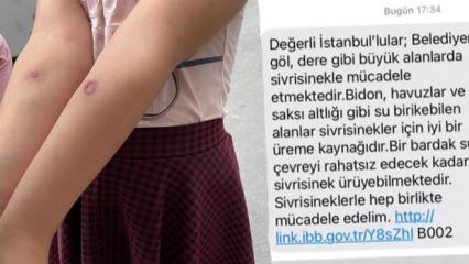 İstanbul'da sivrisinek kabusu! İBB önlem almak yerine bakın ne yaptı!