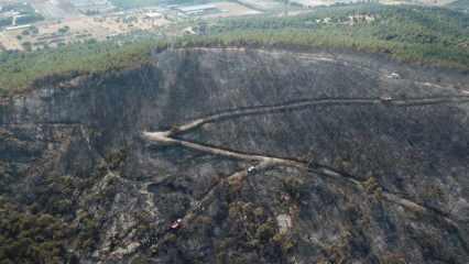 İzmir'deki orman yangının nedeni belli oldu! Kaymakamdan açıklama geldi