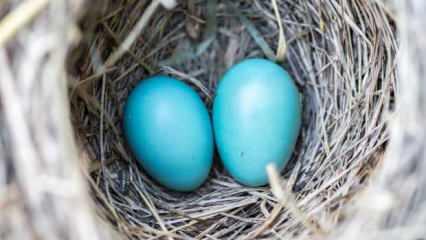 Şifa deposu mavi yumurta çocukların zekasını geliştiriyor!