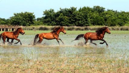 Yılkı atları Kızılırmak Deltası'na ayrı bir güzellik katıyor