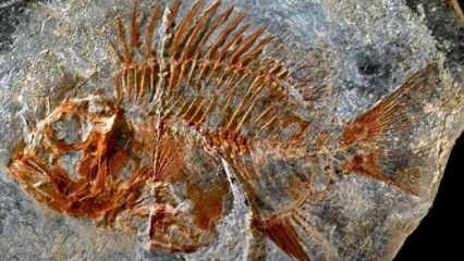 95 milyon yıllık balık fosili bilinen tarihi değiştirdi