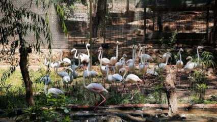 Yasadışı şekilde satılmak istenen 21 flamingo bulundu