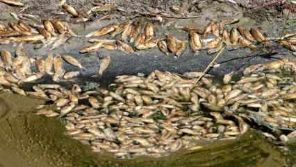 Asi Nehri'ndeki balık ölümleri araştırılıyor