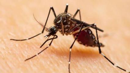 Asya Kaplan Sivrisineği İstanbul'dan sonra 13 ilde daha görüldü