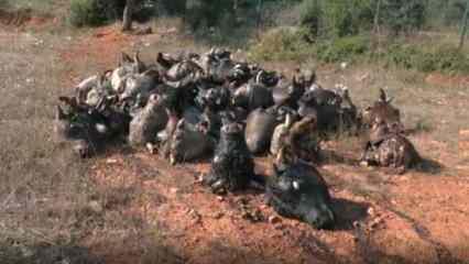 İstanbul'da rezalet g&ouml;r&uuml;nt&uuml;: Halk şikayet&ccedil;i, belediye sessiz!