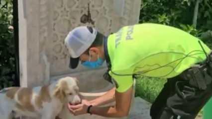 Trafik polisinin sokak köpeğine elleriyle su içirdiği görüntüler görenleri gülümsetti