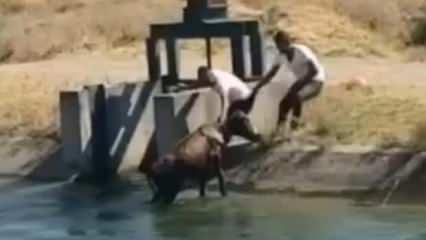 Batman’da su kanalına inek düştü 