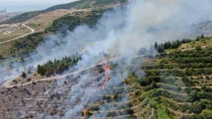 Kocaeli'deki orman yangının sebebi belli oldu!