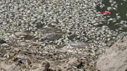 Konya'daki barajda yüzlerce balığın ölüm nedeni belli oldu 
