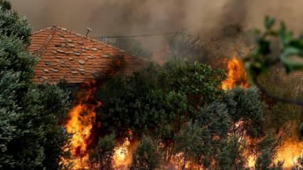 Orman yangınlarıyla ilgili raporda "kasıt" ve "sabotaj" vurgusu